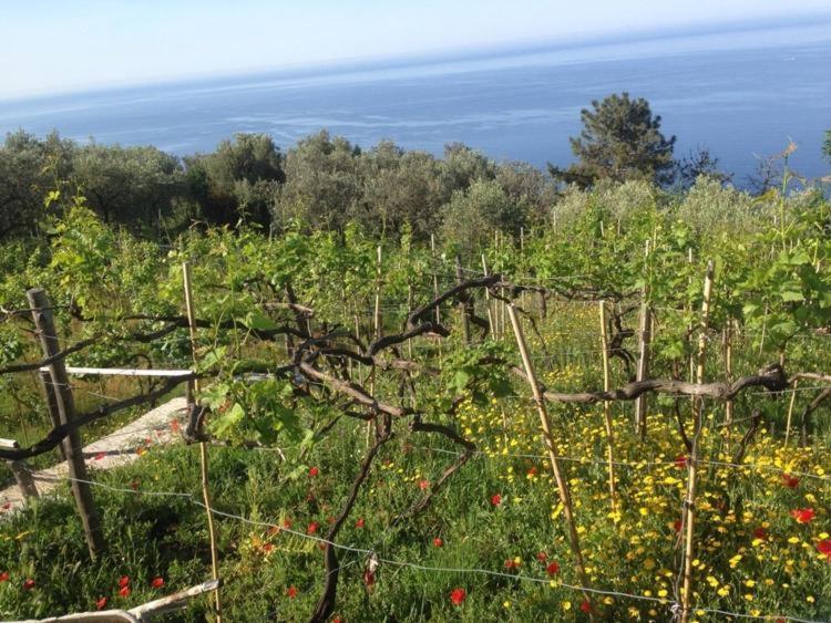 Il Nettare Agriturismo Villa Riomaggiore Luaran gambar